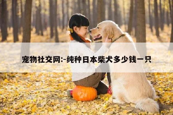 宠物社交网:-纯种日本柴犬多少钱一只
