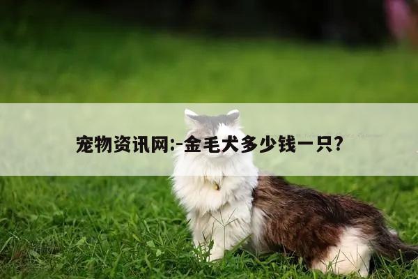 宠物资讯网:-金毛犬多少钱一只?