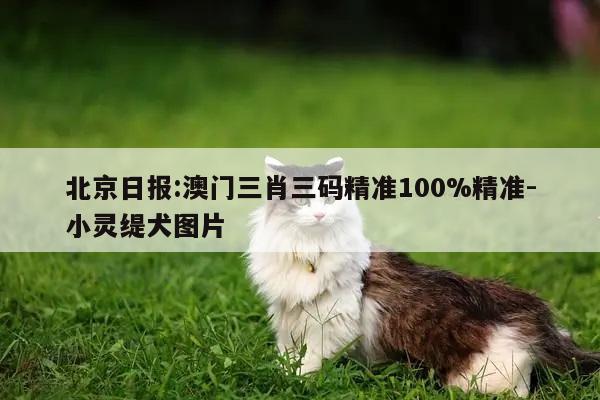 北京日报:澳门三肖三码精准100%精准-小灵缇犬图片