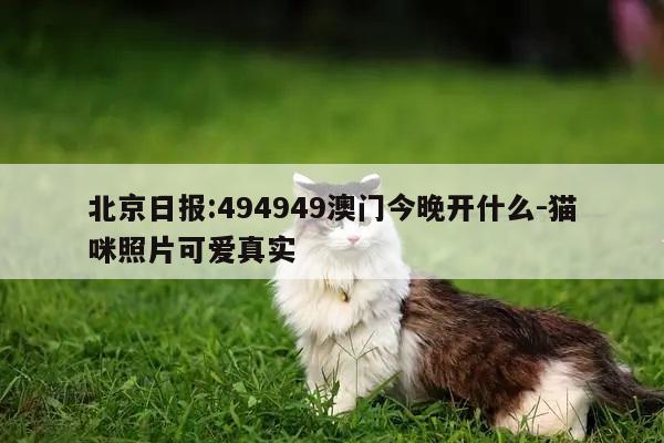 北京日报:494949澳门今晚开什么-猫咪照片可爱真实