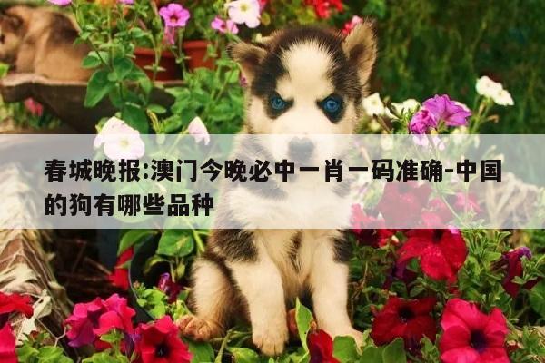 春城晚报:澳门今晚必中一肖一码准确-中国的狗有哪些品种